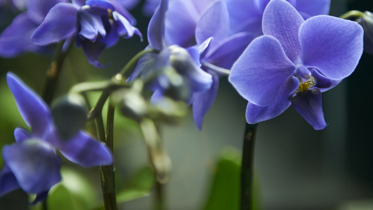 Orquídeas: cuidados que requieren estas plantas.