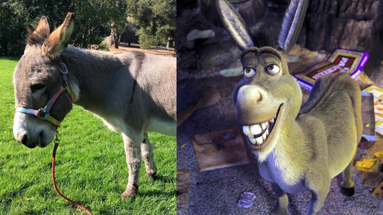 Falleció Perry, el burro que inspiró a personajes de Shrek.
