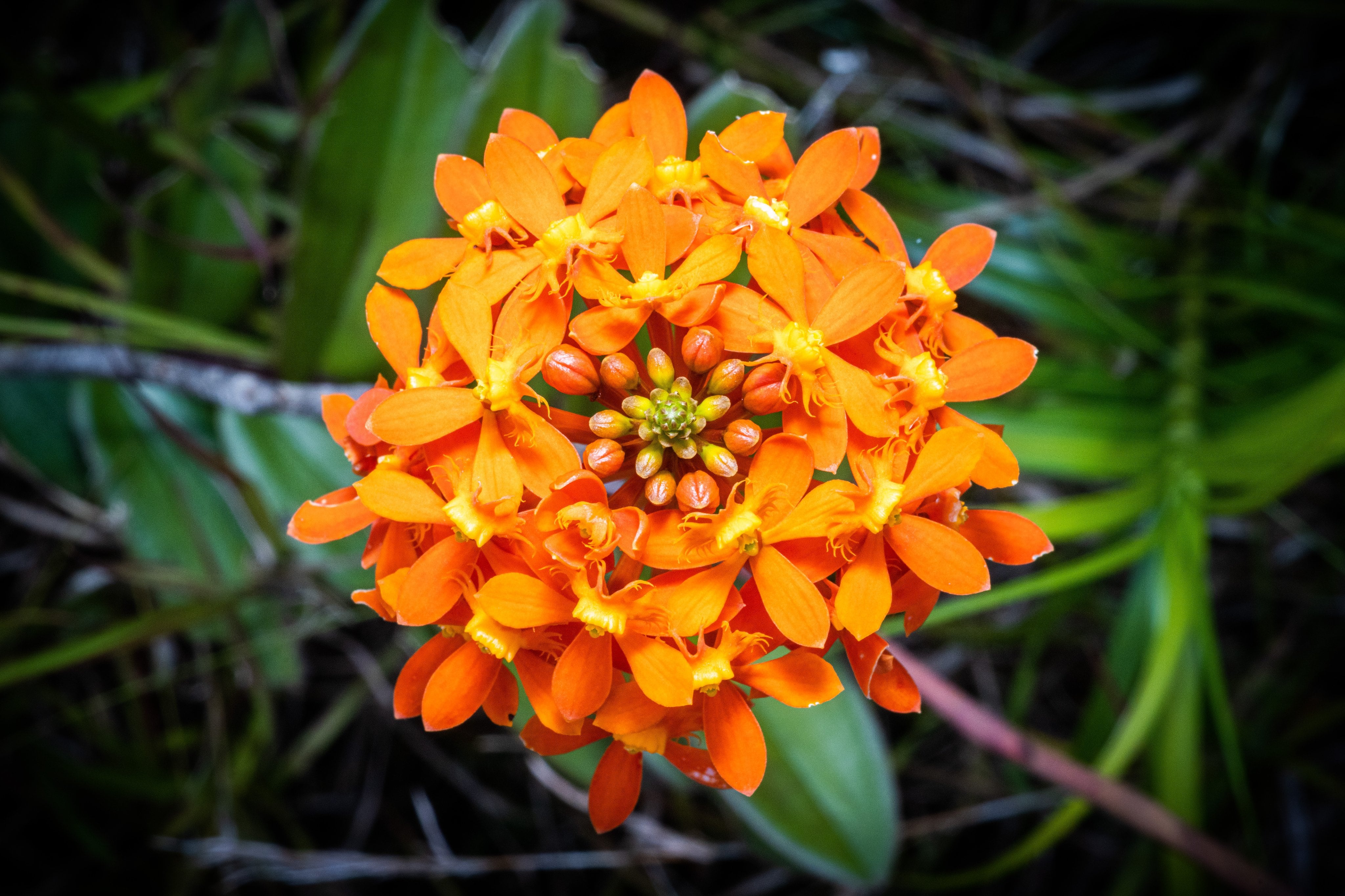 Las orquídeas recibieron el reconocimiento científico de la Universidad de Harvard.