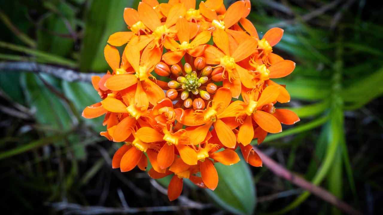 Las orquídeas recibieron el reconocimiento científico de la Universidad de Harvard.