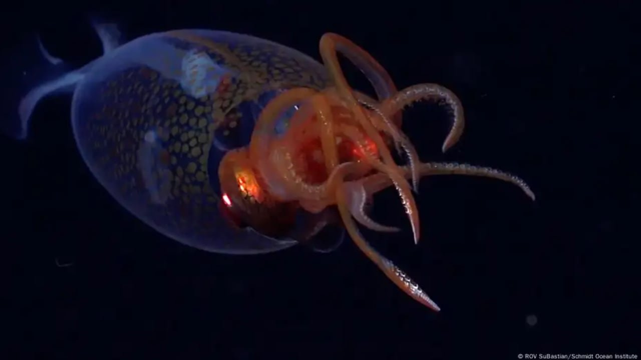 El invertebrado más pesado del planeta aparece por primera vez ante cámaras.