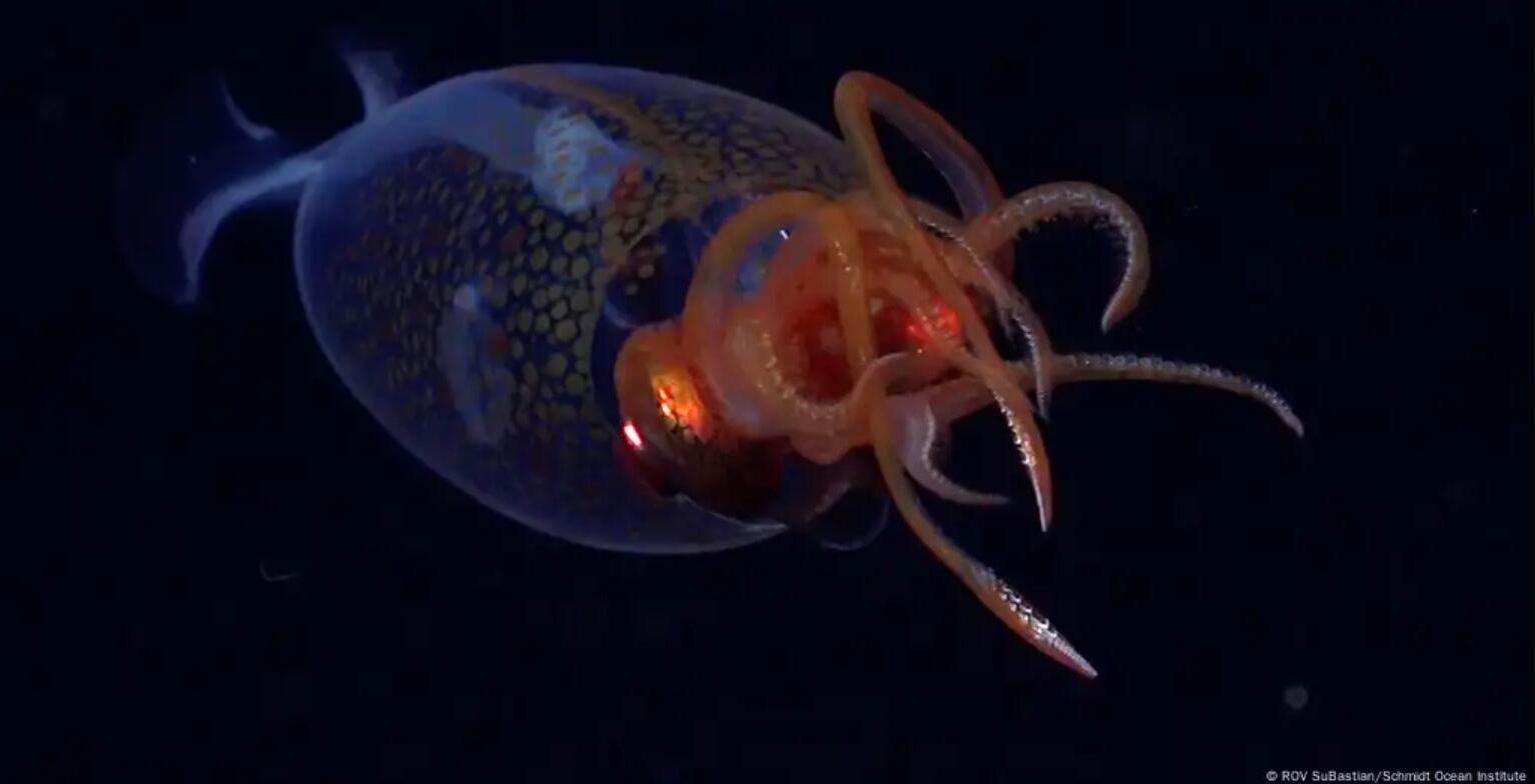 El invertebrado más pesado del planeta aparece por primera vez ante cámaras.