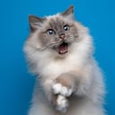 divertido gato birmano juguetón con ojos azules mirando un retrato impactado sobre fondo azul con la boca abierta y espacio para copiar