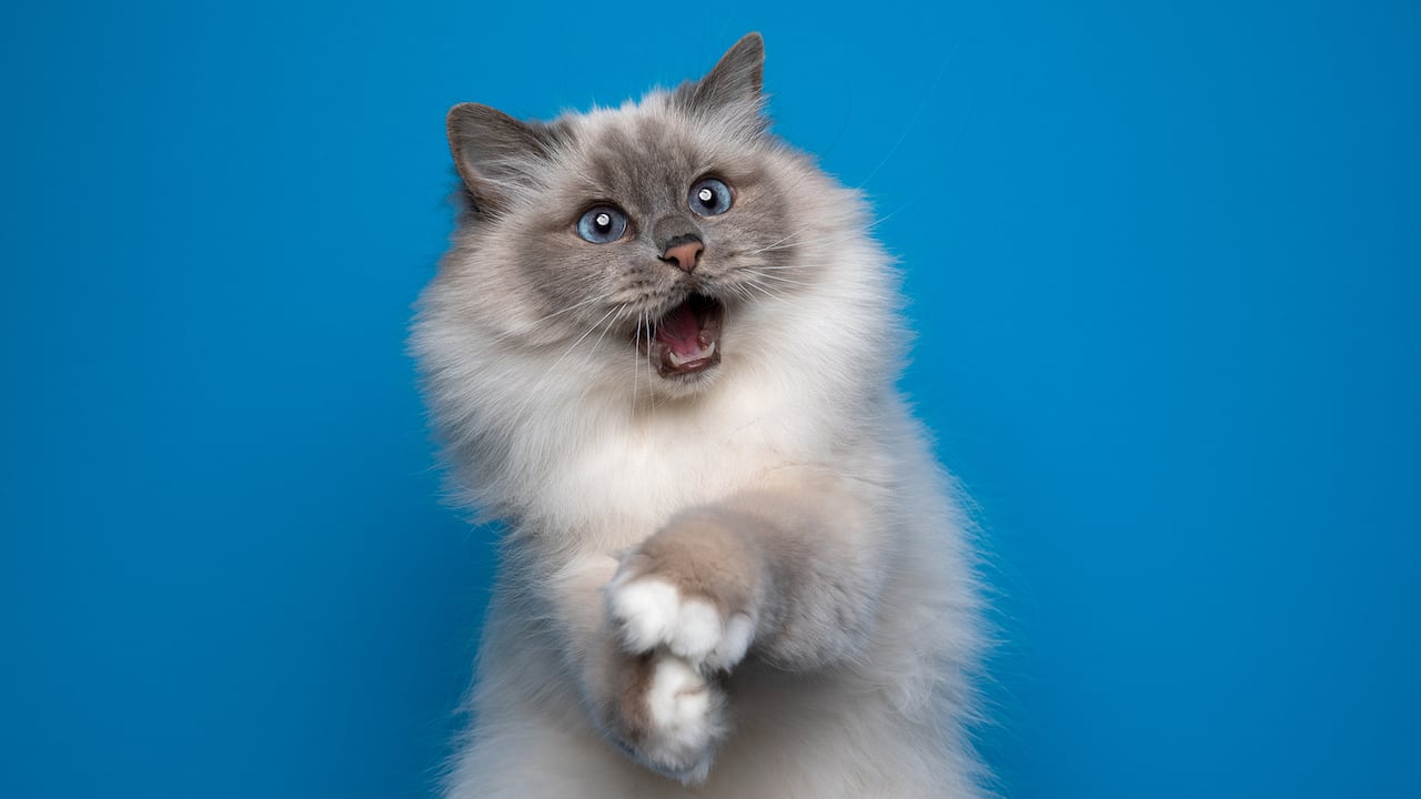 Los gatos son criaturas juguetonas y curiosas.