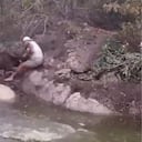 Ciervo ataca a Frank Cuesta.