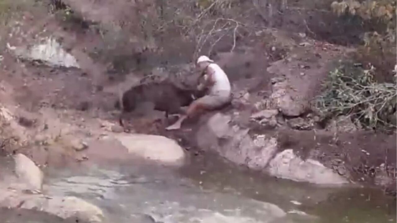 Ciervo ataca a Frank Cuesta.