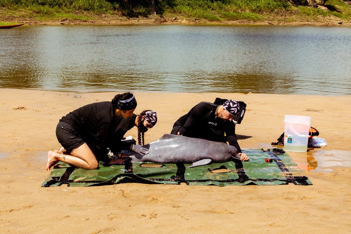 Seguimiento satelital de delfines de río