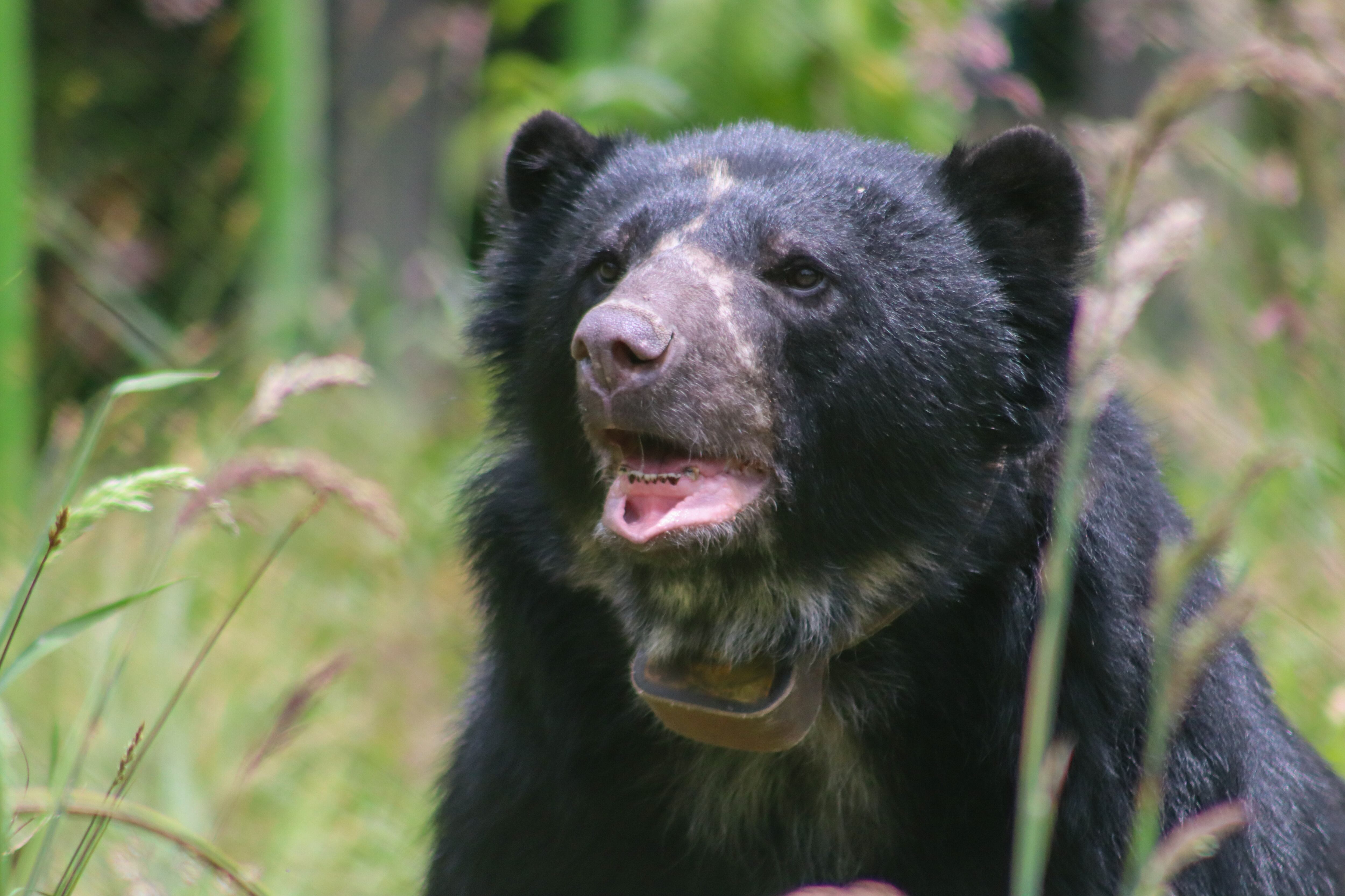 El retorno del oso Tamá a su hogar es un símbolo de resistencia, perseverancia y reconciliación con la naturaleza. Su liberación da esperanza a su especie que hoy está clasificada como Vulnerable (VU) por la UICN.