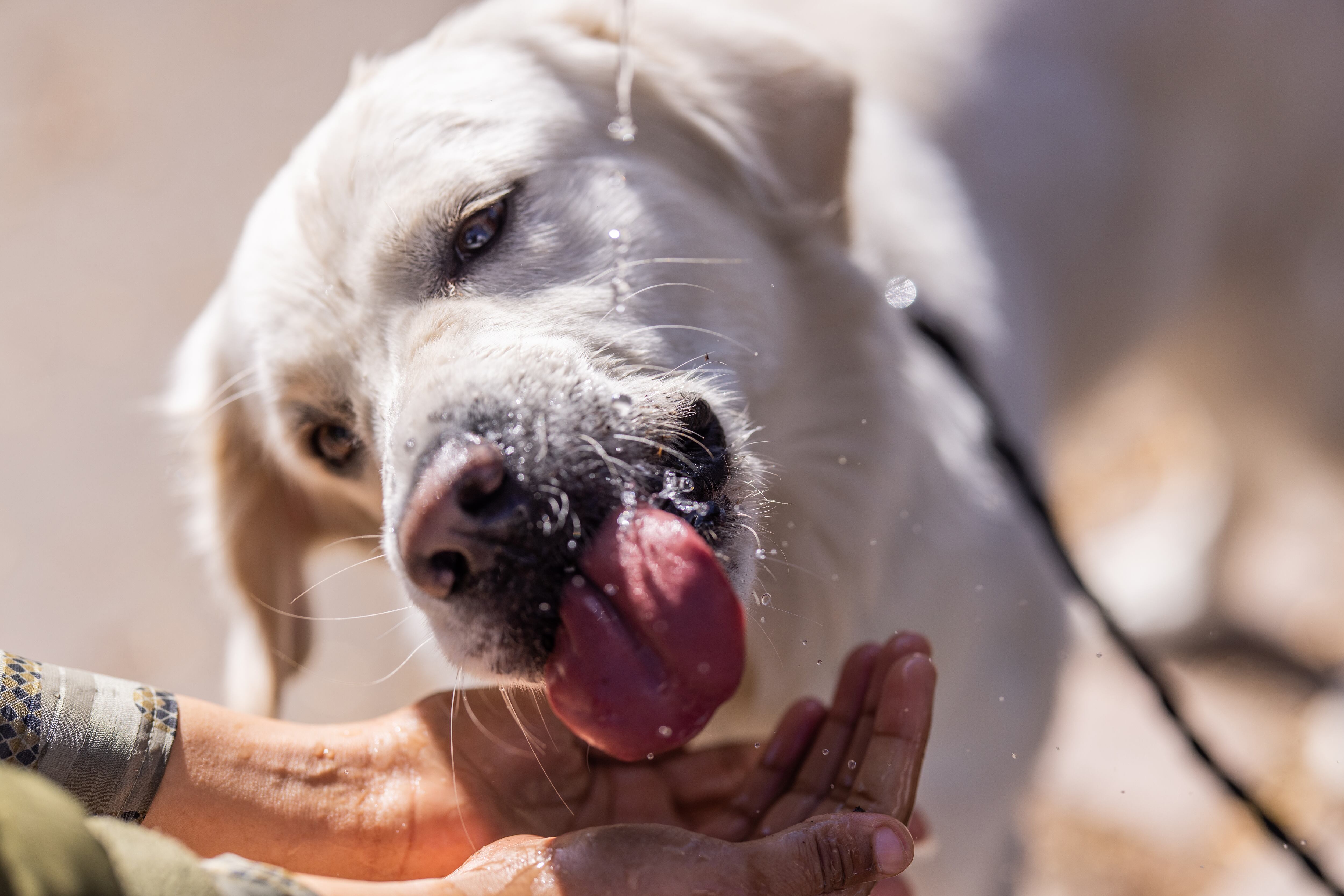 Perro tomando agua
