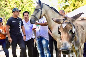 Animales rescatados.