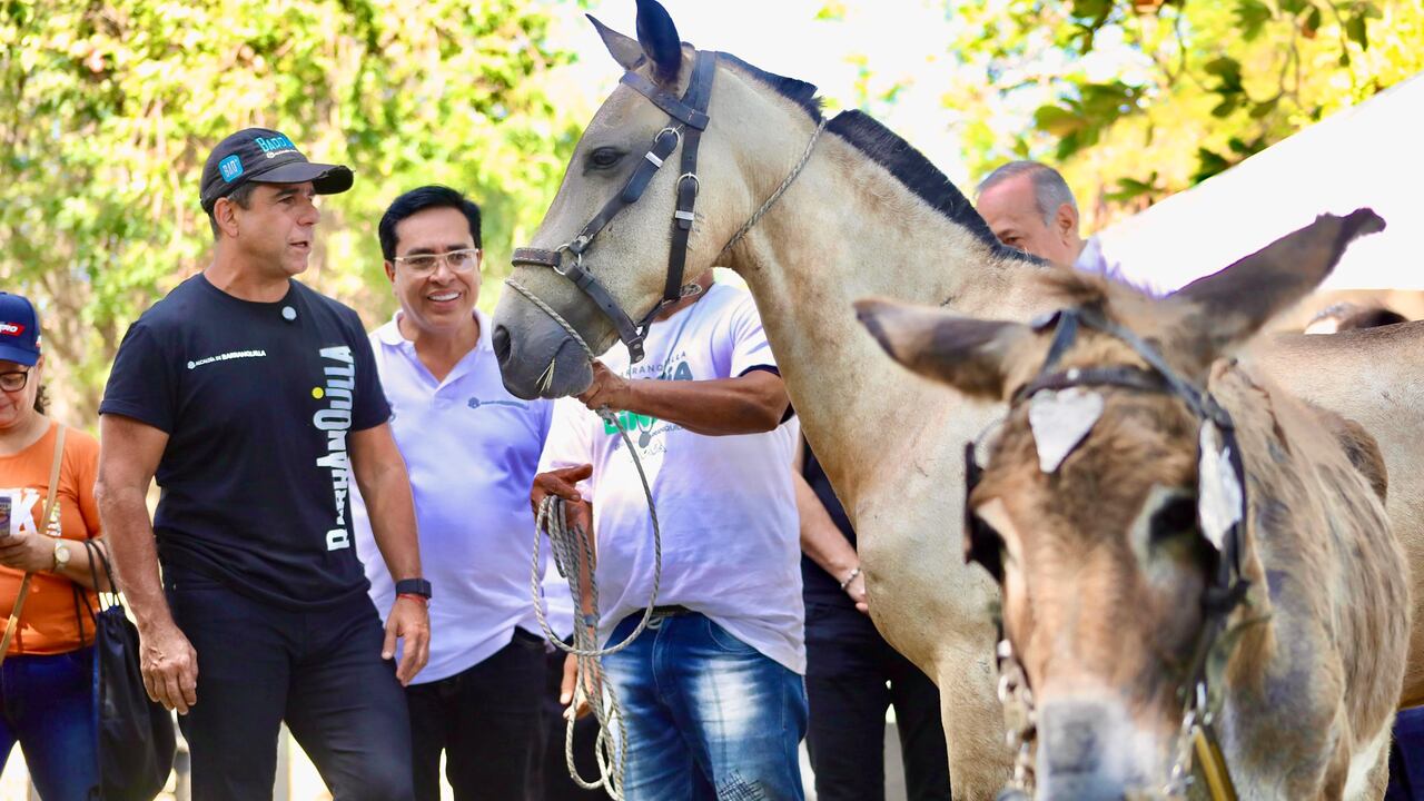 Animales rescatados.