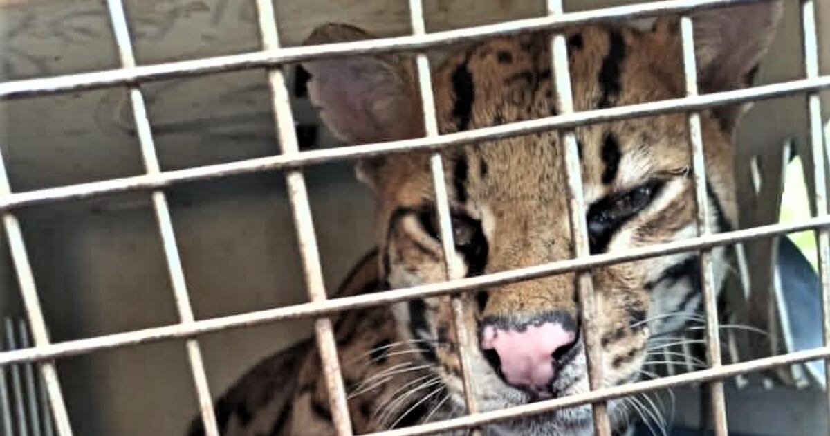El ocelote adulto está bajo pronóstico reservado.