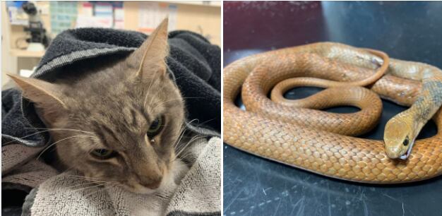 Captura @AnimalEmergencyServiceHQ - Facebook