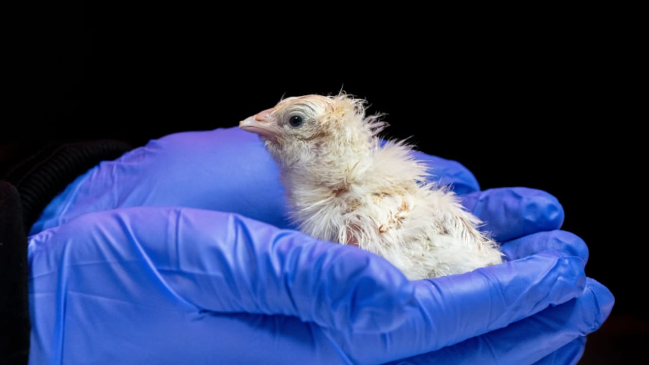 Empresa biotecnológica logró incubar aves en una estructura creada con impresión 3D.