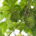 La fruta y la hoja contienen vitaminas B1, B2, B3, B5, B6 y vitamina C.