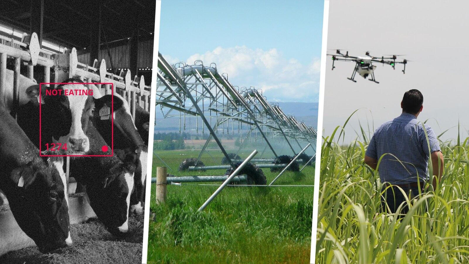 La transformación del campo ayuda a lograr los objetivos de desarrollo sostenible que plantea la ONU.