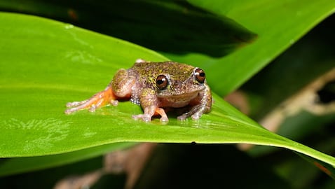 Vista de una especie de rana recién descubierta, en San José, Costa Rica, el 6 de agosto de 2026.