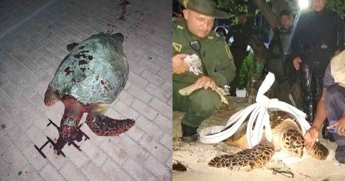 Las autoridades lograron salvar a esta tortuga carey en el archipiélago de San Andrés. Fotos: ASOCARS y Coralina.