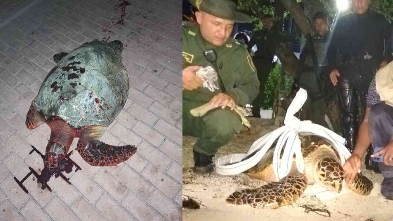 Las autoridades lograron salvar a esta tortuga carey en el archipiélago de San Andrés. Fotos: ASOCARS y Coralina.