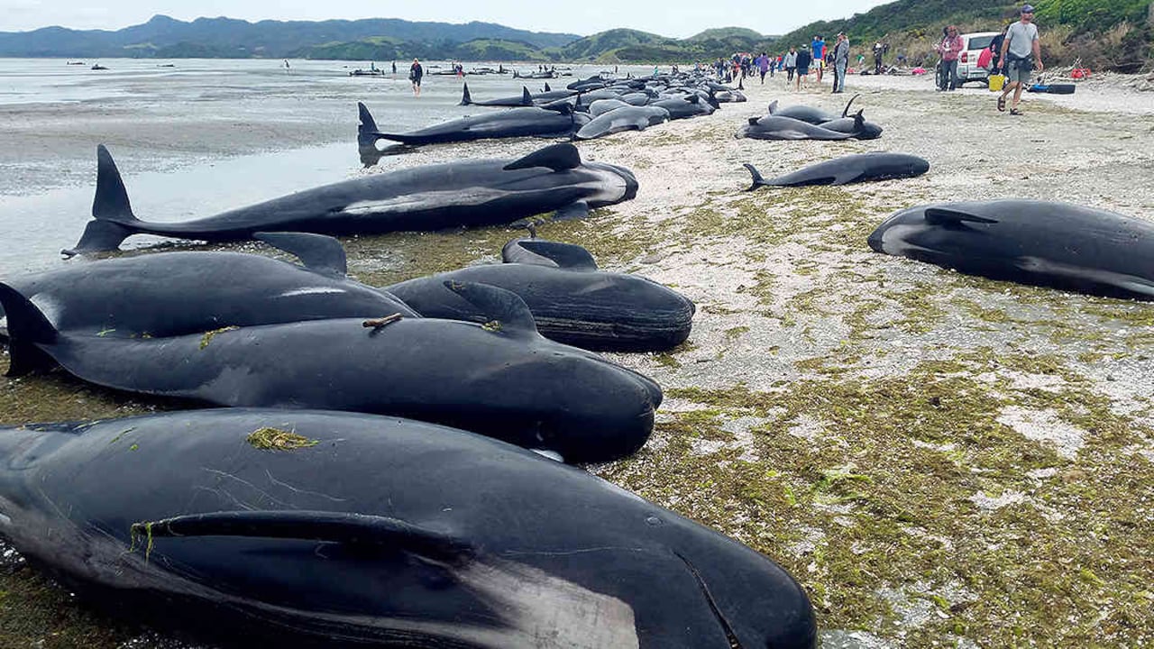 Los varamientos de ballenas y delfines ya se han vuelto comunes en las costas de las islas de Nueva Zelanda. Solo en la zona de Farewell fueron contabilizadas en 2017 un total de 650 ballenas muertas. Foto: archivo/Semana.