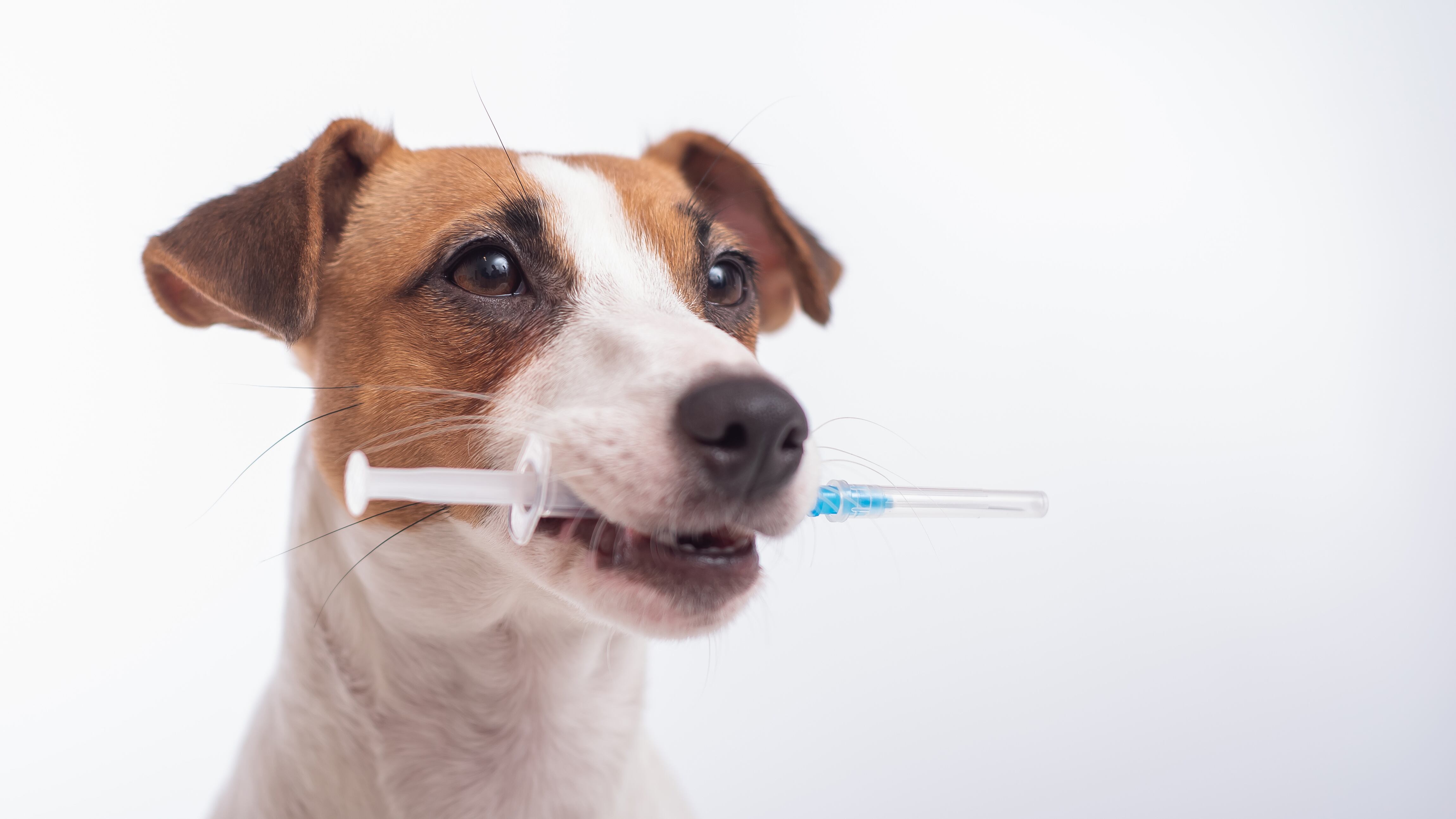 4 Patas, Esquemas de vacunación