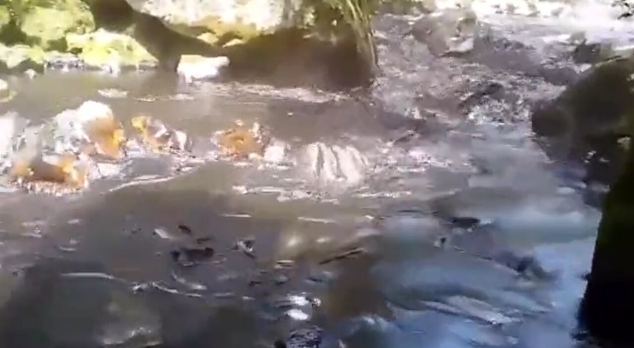 Nuevo atentado contra el oleoducto Caño Limón - Coveñas.