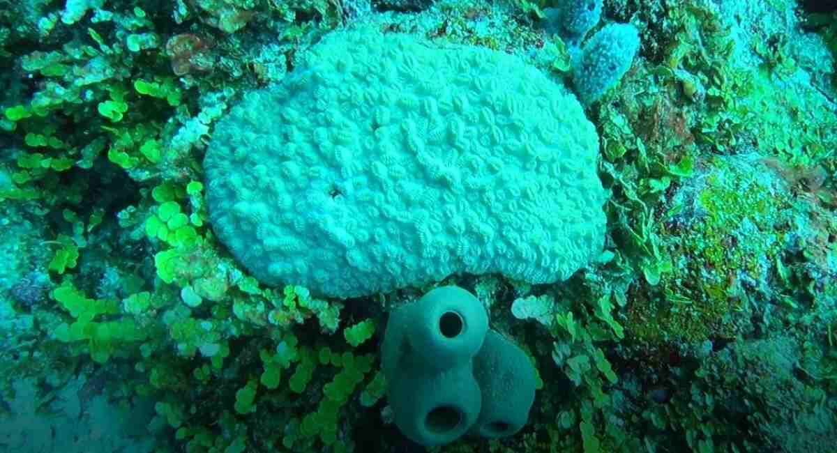 Los corales marinos se afectan por factores como el cambio climático. Foto: Coralina.