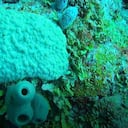 Corales en la isla de Providencia. Foto: Coralina.