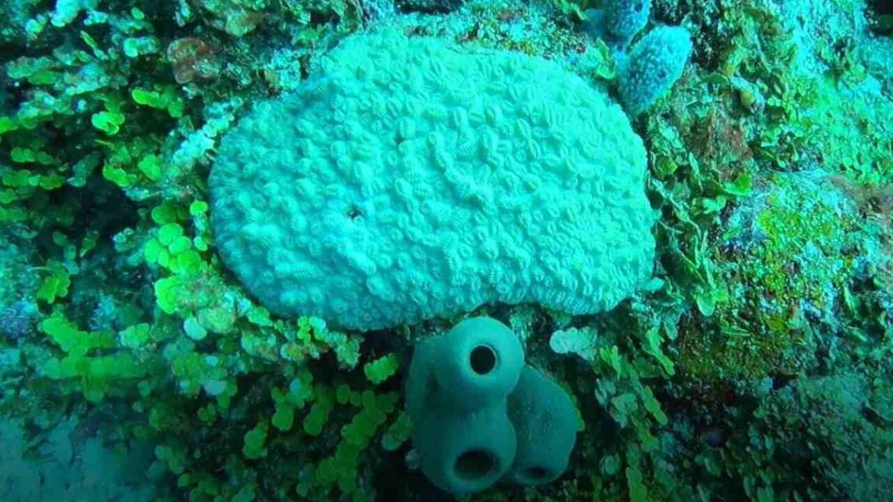 Los corales marinos se afectan por factores como el cambio climático. Foto: Coralina.