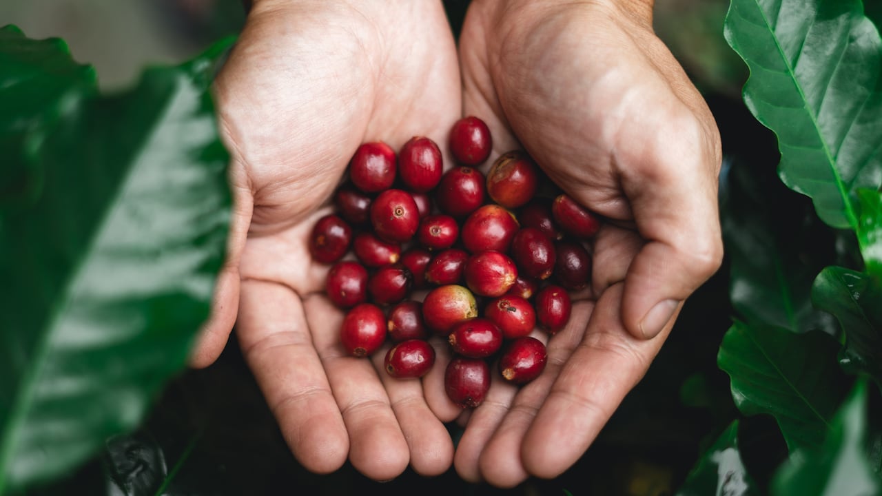 El aumento en los costos de producción y la necesidad de liquidez mantienen bajo presión a miles de familias cafeteras, incluso en un contexto de precios récord.
