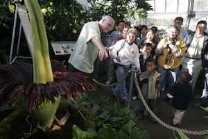 El Conservatorio del Jardín Botánico de los Estados Unidos exhibe su famosa planta gigantesca y maloliente comúnmente conocida como Titan Arum.