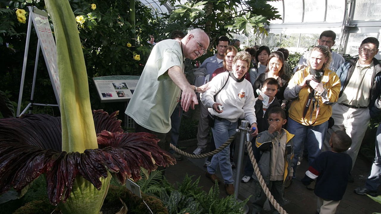 La Titan Arum, conocida como "flor cadáver", puede superar los dos metros de altura y emite un olor a descomposición que atrae insectos polinizadores.