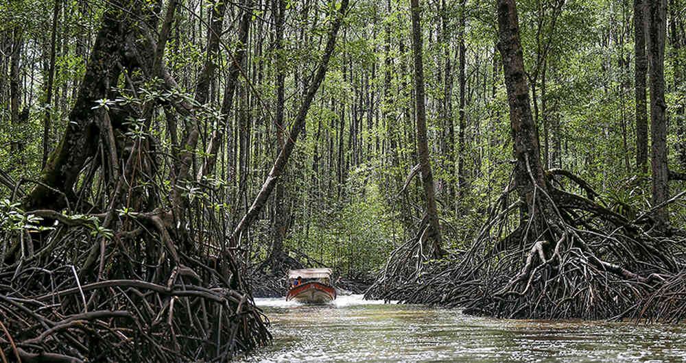 Bosques de manglares, en Tumaco, Nariño. Este municipio es uno de los más afectados por la violencia después de la firma de la paz.