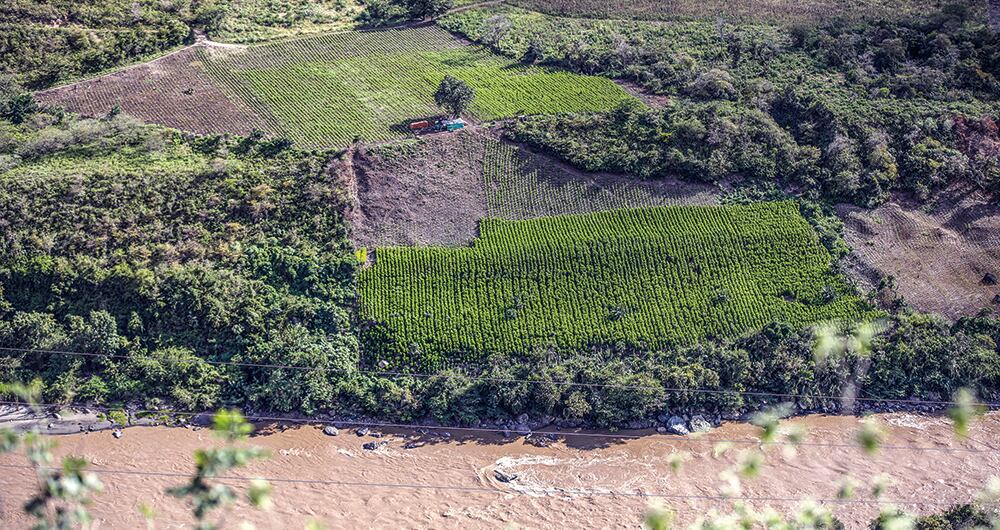 Cultivos de coca en Colombia.