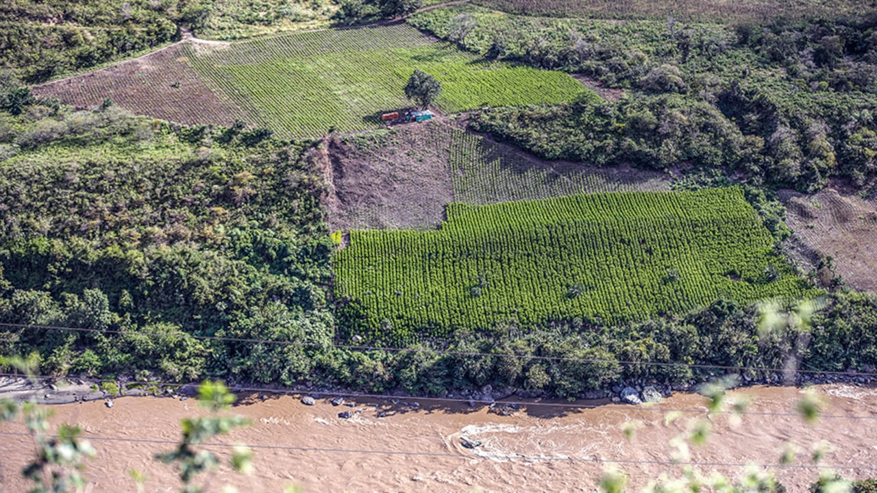 Cultivo de hoja de coca.