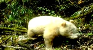 Imagen del oso panda albino visto en China.