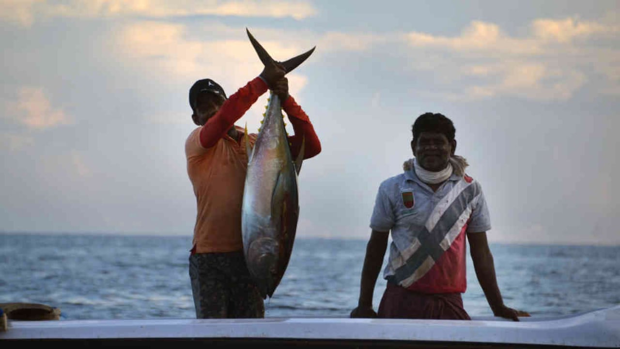 El atún es una especie propia de aguas del Pacífico. Foto: Pixabay