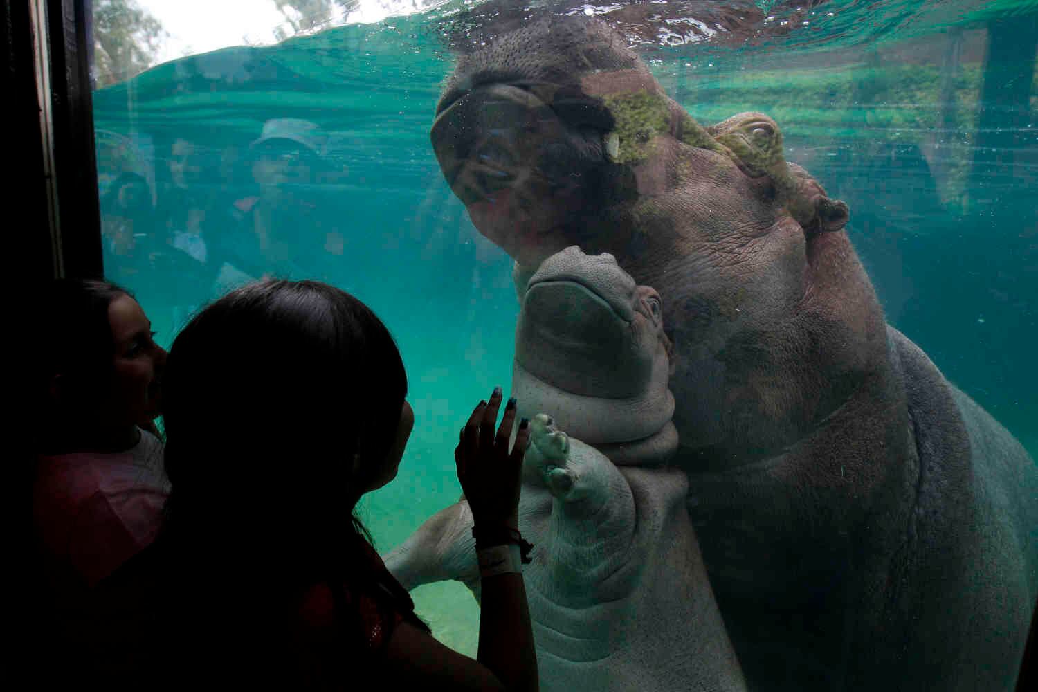 Un bebé hipopótamo nacido el 28 de mayo nada junto a su madre en el Zoológico de Guadalajara, en Guadalajara.
