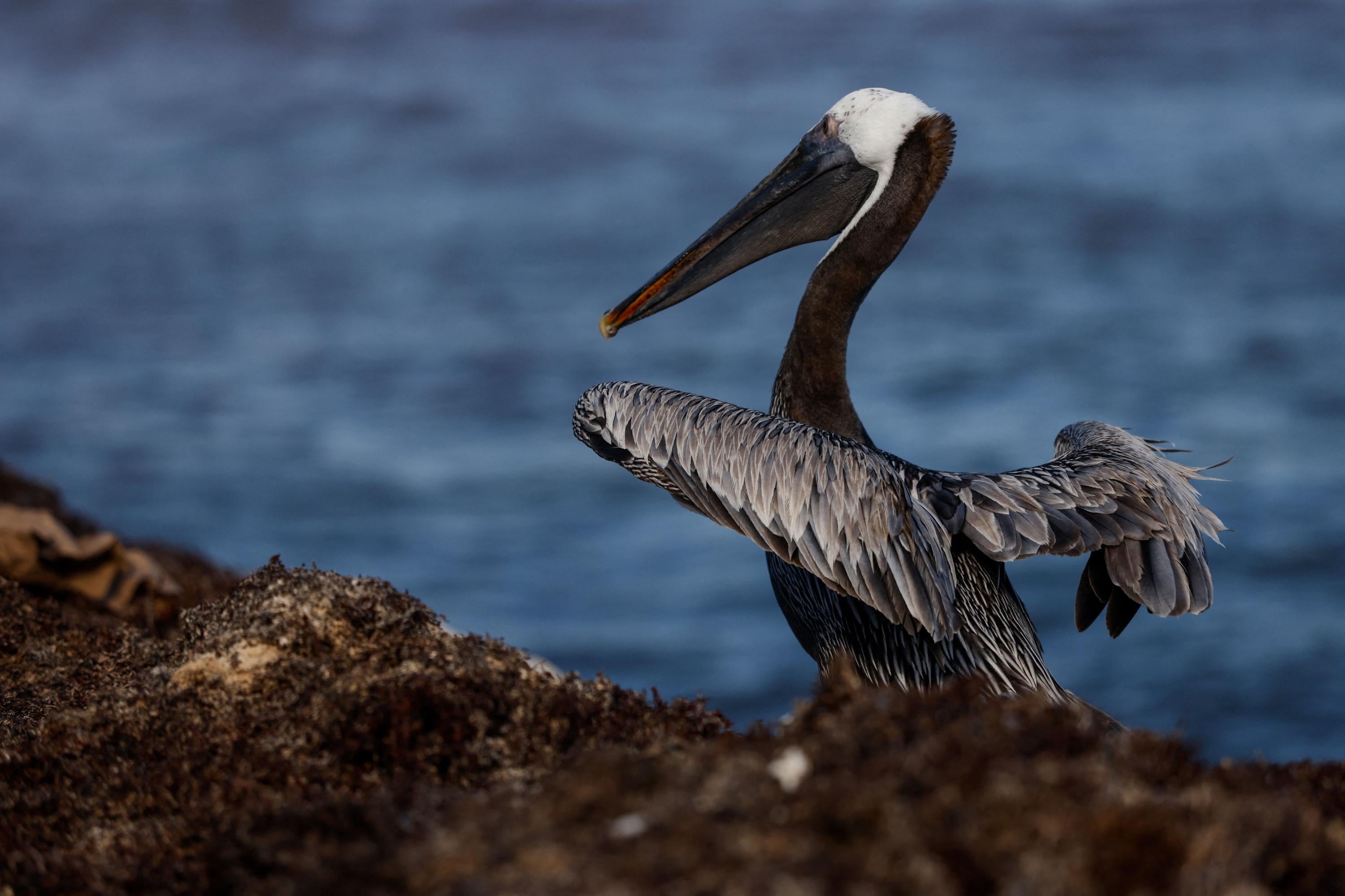 Este ecoparque está conformado por dos islas: Gorgona y Gorgonilla.
(Imagen de referencia).