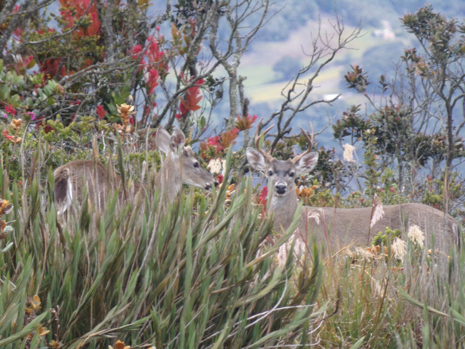 Desde 2009, Parques Nacionales Naturales de Colombia comenzó a registrar los incendios que sobrevenían en el territorio.