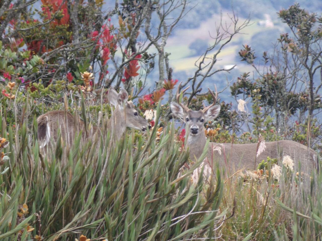 Desde 2009, Parques Nacionales Naturales de Colombia comenzó a registrar los incendios que sobrevenían en el territorio.