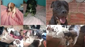 Este refugio alberga más de 70 animales