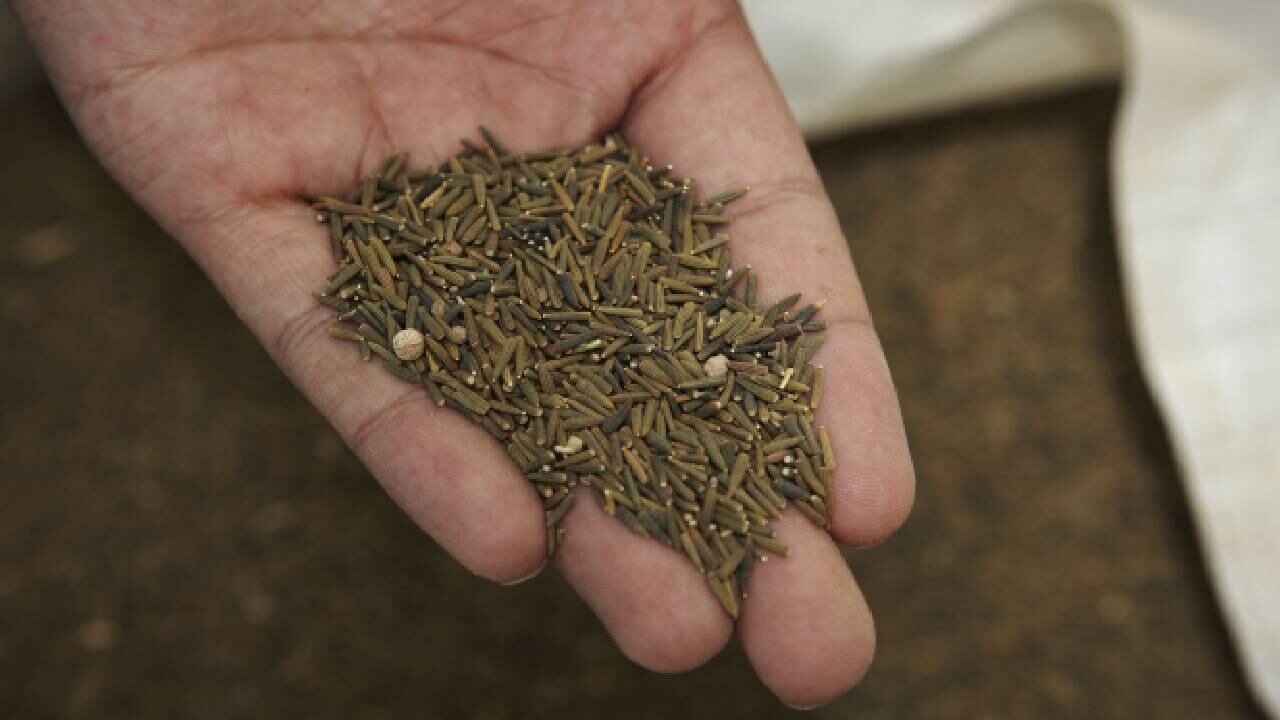 Expertos indican que el comino es uno de los mejores remedios caseros para los gases. Foto: Getty Images.