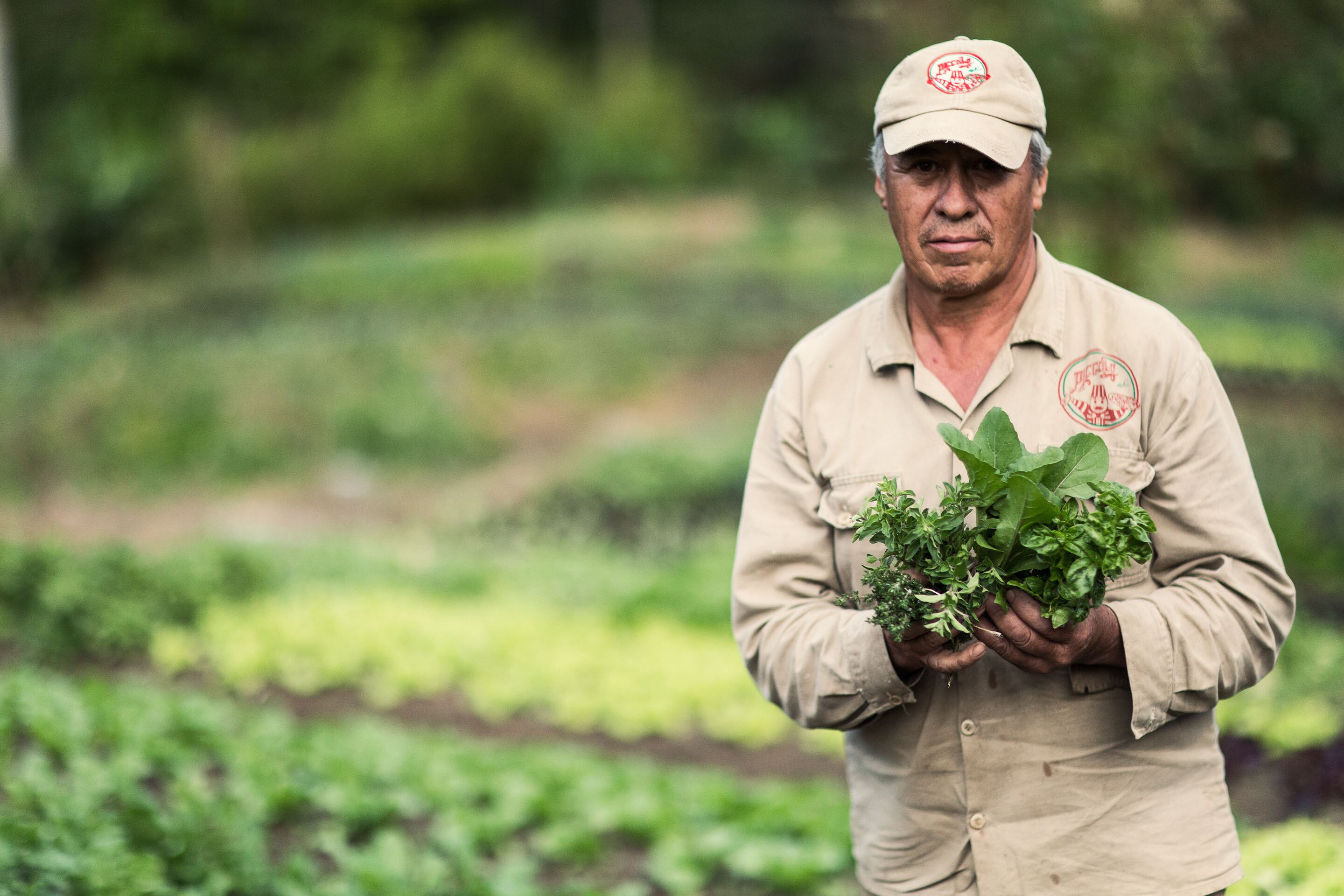 En su granja de Piccolo Las Palmas, en el Oriente antioqueño, la marca siembra hortalizas como lechuga, cebolla, pimentón, albahaca, rúcula y espinaca.