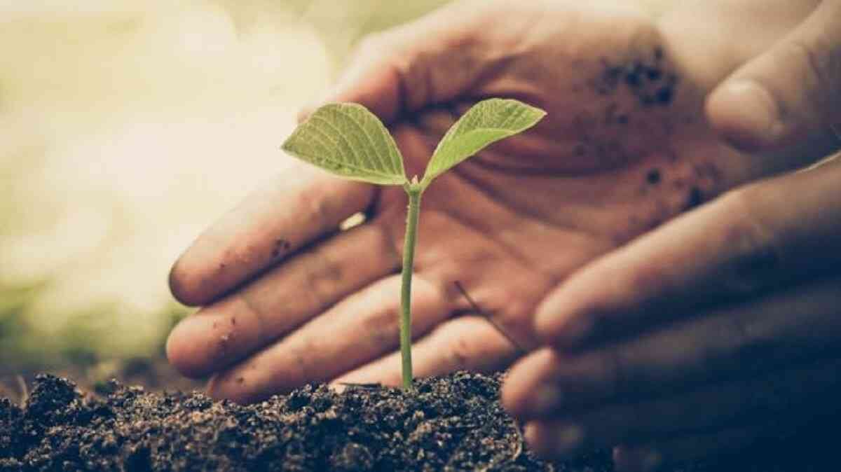 Los estudiantes de educación superior y educación media tendrían que sembrar cinco árboles o plantas para poder obtener el título. Foto ilustración: GETTY IMAGES