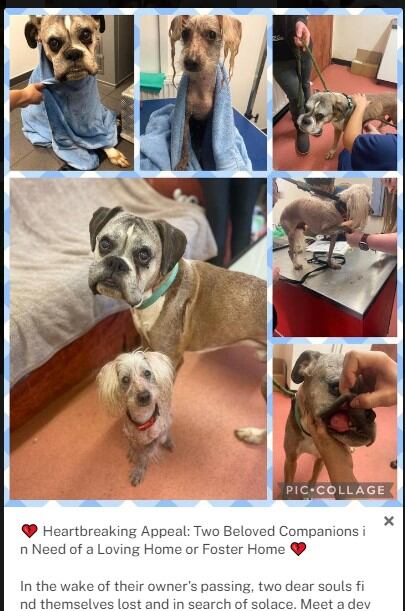 Los animales fueron puestos en adopción