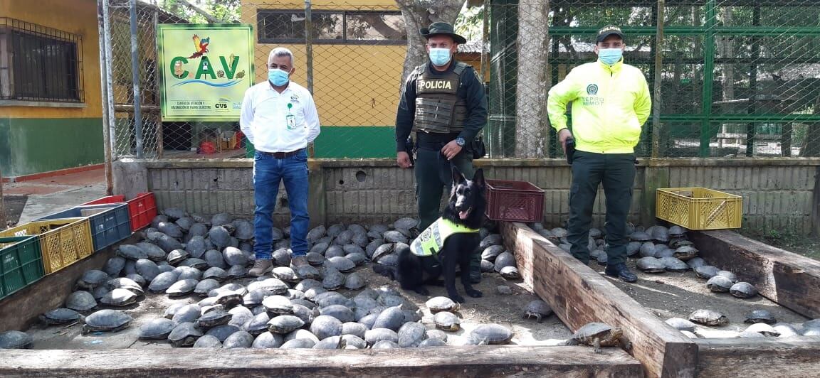 Tortugas hicoteas rescatadas por la Policía Ambiental