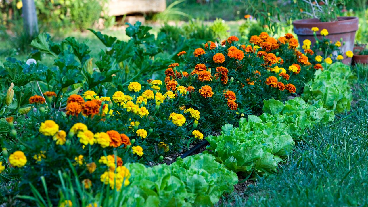 Las margaritas son una de las flores más elegidas para embellecer los jardines.