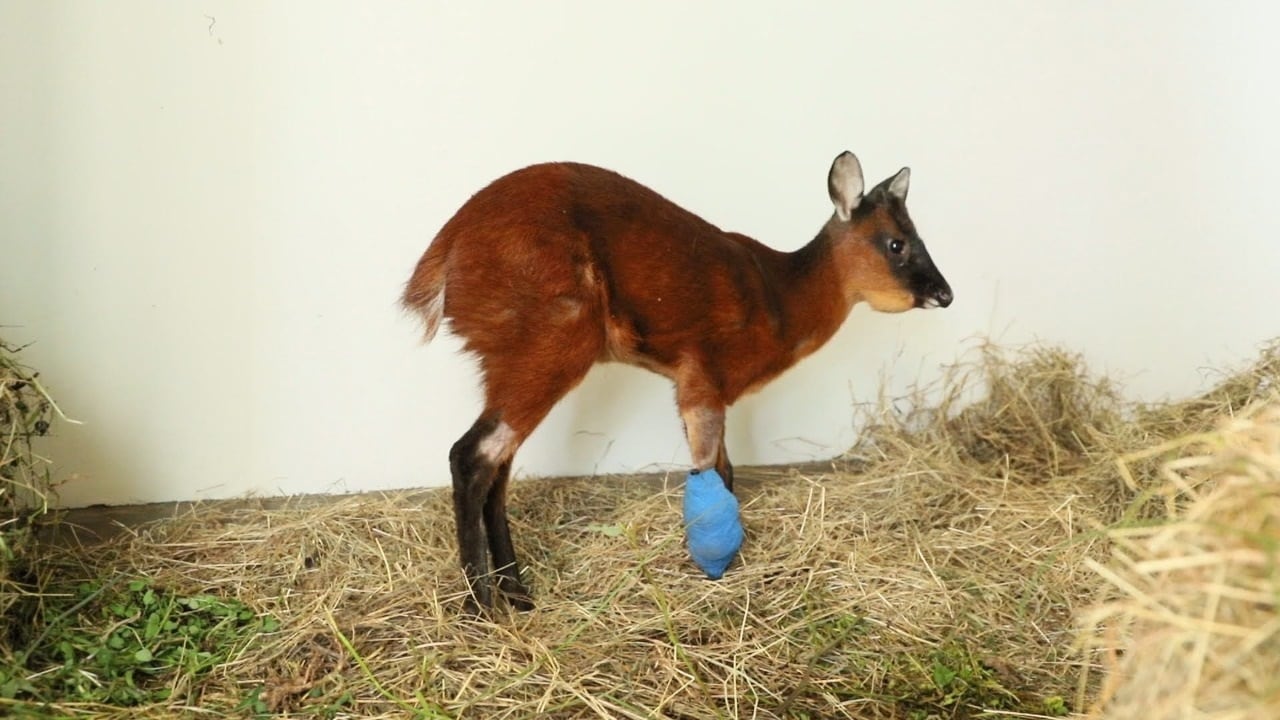Venado hallado en Bogotá