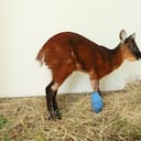 El animal será sometido a una segunda cirugía.